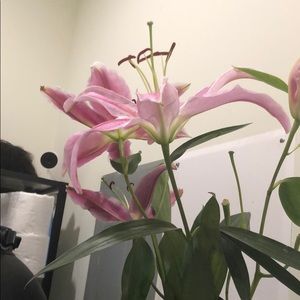 Meet your Posher, Rupi